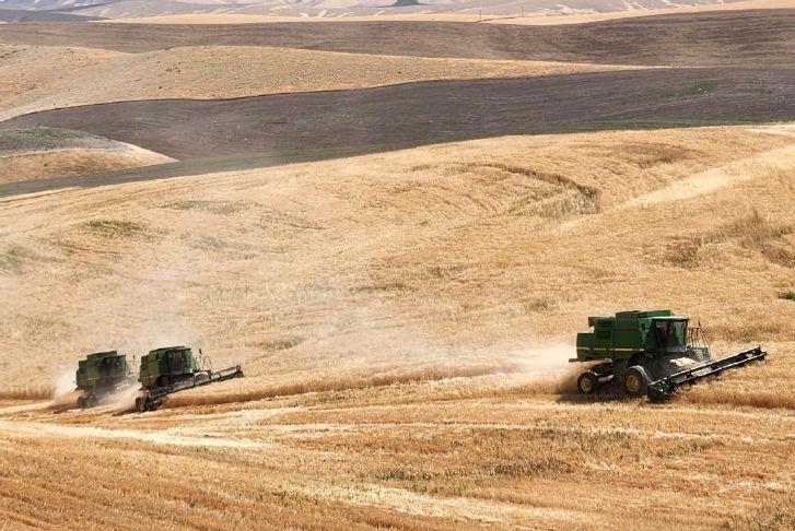 Wheat harvest is underway in Kahlotus, Wash. Wheat market analysts say prices will likely decline as harvest continues. (Brian Cochrane/Contributed)