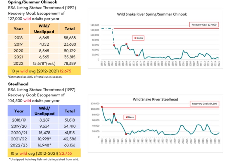 Graphic: Returns of wild adult salmon and steelhead originating in the Snake River Basin through 2021.