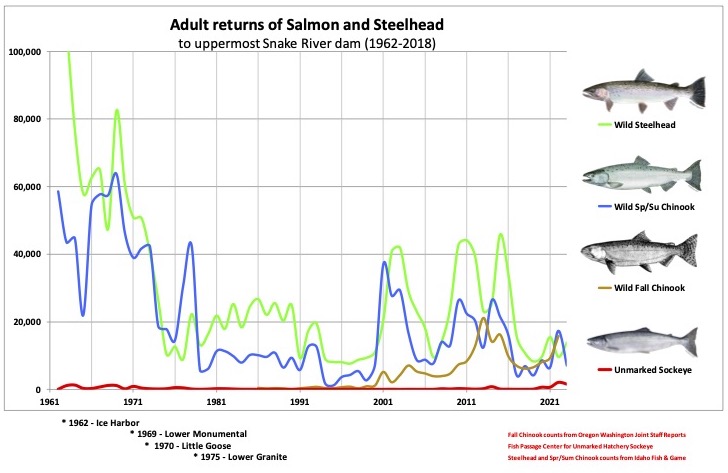 Graphic: Wild salmon runs to the Lower Snake River as counted at the highest dam in place at the time. (1962-2023)