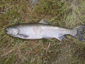 A Chinook salmon lies dead on the grass.