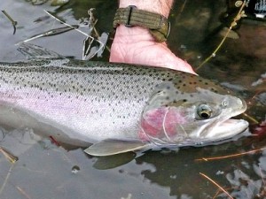 Spring Steelhead (photo by Roger Phillips)