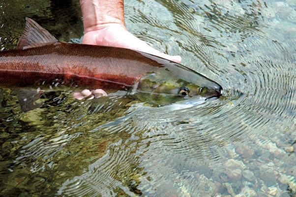 Idaho Fish and GameAn adult Snake River sockeye is released in Redfish Lake in this 2010 picture. Idaho fisheries officials are expecting a modest return of the endangered fish to the Stanley Basin this summer.