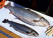 An AquAdvantage salmon, top, compared with a non-transgenic Atlantic salmon sibling of the same age. (Aqua Bounty Farms