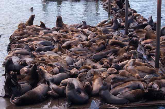 The sea lion count in Astoria's East Mooring Basin this spring was a record 2,340, shattering last year's record 1,420. (Theresa Tillson/Oregon Department of Fish and Wildlife)