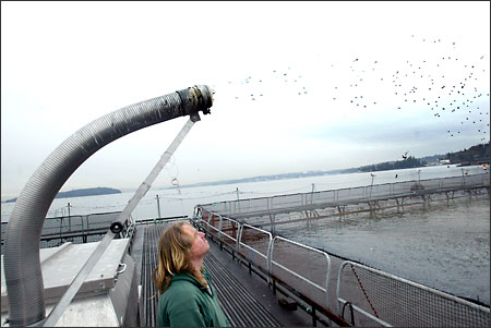 (Karen Ducey photo) Jason Kalleuig turns on the automated fish feeder at Pan Fish USA Ltd., a fish farm on Bainbridge Island. The pellets, made mostly of fish meal, shoot into a pen filled with salmon.