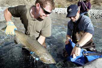 (AP Photo)Fish and wildlife specialist Brad Buchsieb moves a fall chinook salmon on the Columbia River. State officials in Oregon and Washington have set catch limits for the fish. 