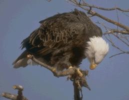 Photo by Robert Fields courtesy U.S. Fish &Wildlife Service