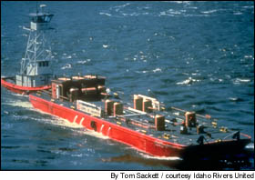 Juvenile salmon began traveling by barge in the 1980s.  The practice continues today.
