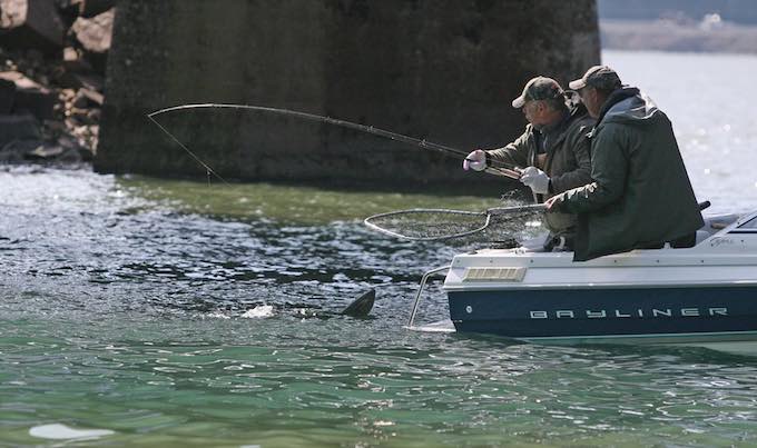 Boat anglers land a spring chinook. (Hal Bernton photo)
