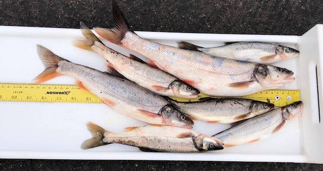 Anglers can get paid to harvest pikeminnow from the Columbia and Snake Rivers. (Northern Pikeminnow Sport-Reward Fishery)