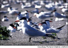 A caspian tern colony, believed to be the largest in the world, is making regular meals of migrating juvenile salmon and steelhead as they make along the Columbia River to the Pacific Ocean.