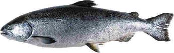 Chinook Salmon