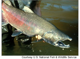 Chinook Salmon in the hands of Idaho Fish and Game.
