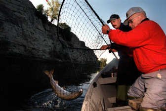 Adult Chinook caught by hook and brought into drift boat using a net.