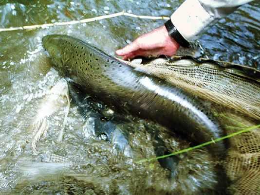 The Oregon Department of Fish and Wildlife has been stocking adult spring Chinook in the Powder River below Mason Dam since 2008 with the exceptions of 2011 and 2013.