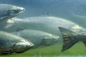 (Dean Rutz) Chinook salmon pass fish counting window.