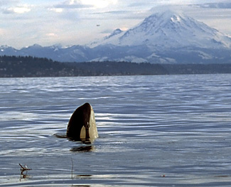 (Fred Felleman) Vanishing view? A female killer whale swam in Puget Sound near Seattle in 2002.
