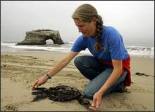 (AP Photo/Eric Risberg) Hannah Nevins, Beachcombers coordinator with the Moss Landing Marine Lab, looks over a dead Brandt's cormorant on the beach at Natural Bridges State Park in Santa Cruz, Calif., Thursday July 14, 2005. Scientists are worried about an unusual weather pattern that has triggered a collapse of ocean plankton that form the basis of the marine food web along the Pacific Coast. Researchers from California to British Columbia are reporting a sharp increase in the deaths of birds that prey on small fish that feed on the plankton.