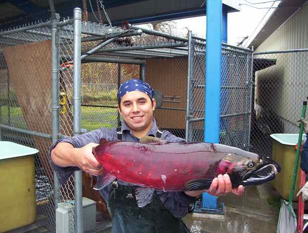 In 1994, the Nez Perce tribe began using eggs from coho salmon in the lower Columbia River to restore the Idaho coho, shown here by Zach Penney, a Nez Perce tribal member who once ran the tribe's coho program. (CRITFC photo)