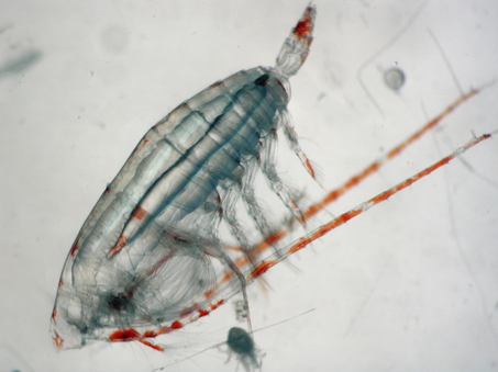A fat copepod called Neocalanus cristatus is filling Oregon's ocean with food. Cold currents are pumping in masses of the small crustacean, about a third of an inch long and three times the size of the more southerly species that would otherwise dominate.