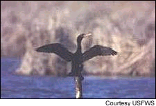 A double-crested cormorant dries its wings in the sun.