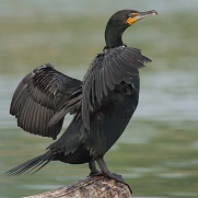 An adult cormorant spreads its wings for drying.