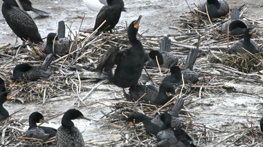 (Jamie Francis) Cormorants, like these, and terns are eating nearly 20 million baby salmon a year on East Sand Island, a tiny man-made Oregon island.