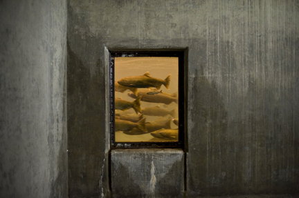 (Torsten Kjellstrand) Adult chinook swim past the viewing window Friday at the Little White Salmon National Fish Hatchery. The adults -- mostly 4-year-olds -- are in an adult holding pond, from which they'll be taken during the spawning of the next generation of fish, sometime in mid-August.