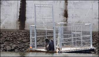 Sea lions rest in a trap at Bonneville Dam on Monday. The trap, which can be closed using a rope above, is designed to simply be a comfortable place to rest. Sea lions who take advantage of the sunny flat surface and are trapped are transported to Astoria, Ore., where they are weighed, tagged and measured before being released on the coast. (Yakima Herald-Republic photo)