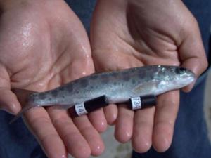 New tagging and tracking technologies showed the surprising result that the survival of juvenile salmon in two major west coast rivers was similar, despite the presence of an extensive network of dams in one river system. (POST photo)