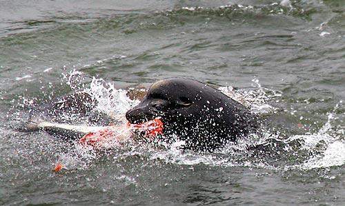 A large male sea lion feasts on a spring chinook it captured near the base of Bonneville Dam last month. Biologists and Indian tribes worry about the effect on salmon runs.