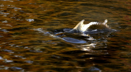 The dorsal fin of a salmon breaks the surface of the Columbia River.