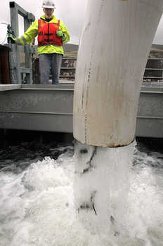 (Bob Brawdy) Brad Clarke, Army Corps of Engineers maintenance work leader at Lower Granite Dam, supervises loading of juvenile salmon and steelhead onto a barge for transport down the Snake River and eventual release below Bonneville Lock and Dam on the Columbia River. The specially modified barges are almost continually in use during spring runoff to aid passage of juvenile fish around dams on the two rivers.