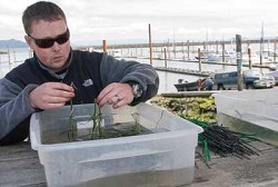 (Alex Pajunas) Mike Anderson, a research scientist with the Pacific Northwest National Laboratory from Sequim, Wash., sorts harvested bundles of eelgrass gathered from beds in the Lower Columbia at the Hammond Boat Basin June 24.
