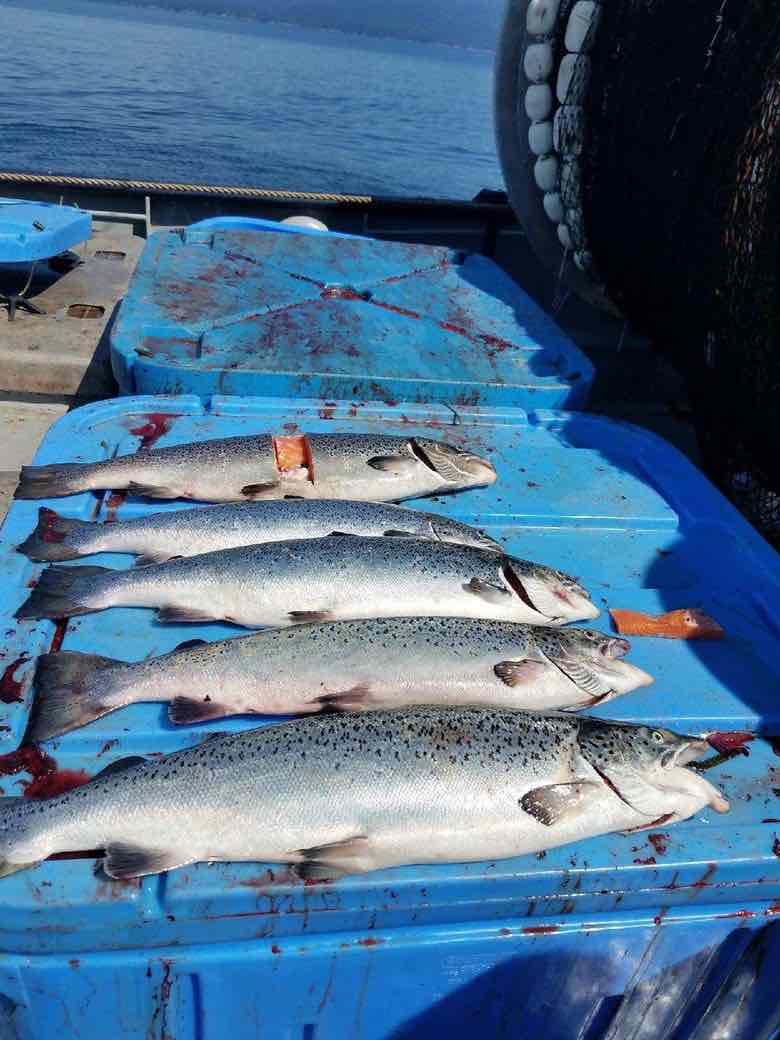 These five escaped Atlantic salmon from a Cooke Aquaculture net pen were brought aboard the Salish Sea, a Lummi tribal seiner fishing for wild salmon, on Aug. 21. (Lucas Kinley photo)