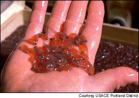 Eyed eggs of Fall Chinook.