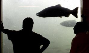 There will be plenty of chinook salmon to see from viewing windows at the Bonneville Lock and Dam this season.