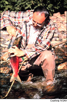 Humans are a big burden on sockeye salmon populations.Scientists now say natural climate variability also wreaks havoc on the fish.