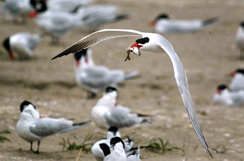 (STEVE RINGMAN / THE SEATTLE TIMES) With a baby salmon in its mouth, a Caspian tern flies over the colony on the east end of East Sand Island near the mouth of the Columbia River.