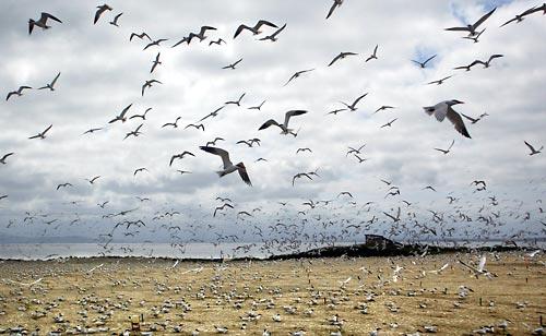 (STEVE RINGMAN / THE SEATTLE TIMES) Caspian terns fill the skies on East Sand Island, a home to which they were lured by federal agencies. Now the government says it's moving time again.