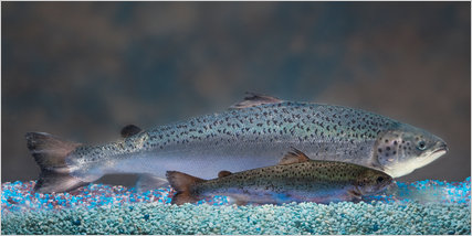 (AquaBounty Technologies) The 'AquAdvantage Salmon,' in the background, with a non-transgenic Atlantic salmon of the same age.