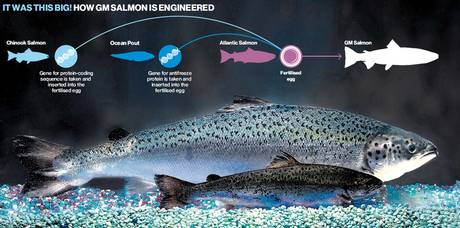 Fish in tank: Comparing the size of the GMO fish to the natural fish.