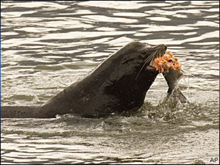 In this April 24, 2008 file photo, a sea lion eats a salmon in the Columbia River near Bonneville Dam in North Bonneville, Wash. (AP Photo/Don Ryan, File)