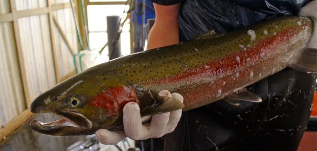 A hatchery steelhead, returned as an adult will be artificially spawned helping to bring about the next generation of hatchery steelhead.