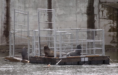 (Benjamin Brink) Sea lions linger on cage platforms set up by Washington and Oregon state officials at Bonneville Dam in late April.