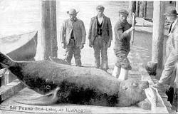 (CHINOOK OBSERVER COLLECTION) The war between fishermen and marine mammals is an old one: A 1915 postcard shows a dead 900-pound sea lion posed with a salmon on the waterfront in Ilwaco.