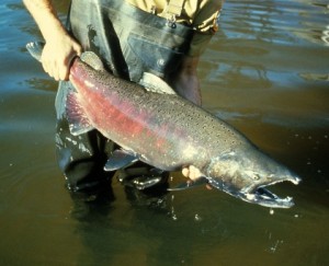Chinook Salmon