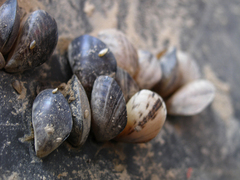 (U.S. Fish & Wildlife Service) Quagga mussels like these can quickly clog pipes and other infrastructure. The non-native species hasn't arrived in the Northwest yet, but it's expected to complicate salmon recovery when it does.