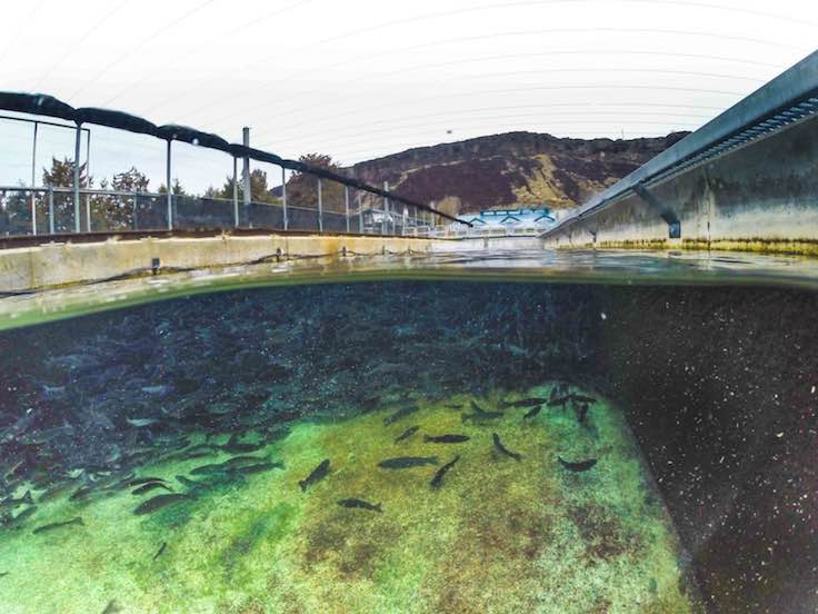 Juvenile steelhead in a Niagara Springs hatchery raceway
