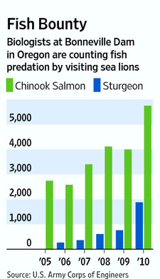 (wsj.com graphic) Sea lion predation of sturgeon and chinook, estimated count by year from 2005-2010.